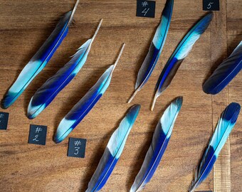 Natuurlijke turkooisblauwe Indian Roller Exotic Wing-veer voor Dream Catchers, Bright Colors-veren, blauwe veren