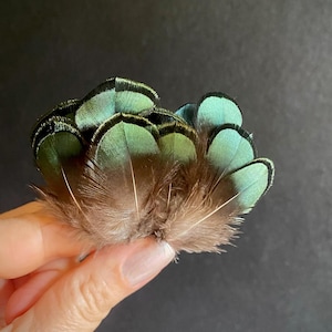 10 natural Peacock feathers 4-5 cm/  beautiful iridescent  green  fly tying, small feathers for jewellery making Feathers Arts, Crafts