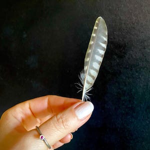 Rare Spotted Wing Feather: Black and White Bird Feather for Crafts