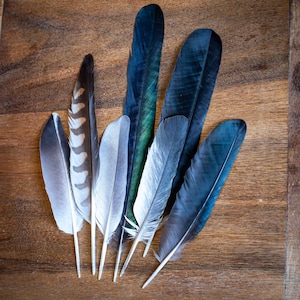 Pode incluir: Uma variedade de penas em tons de azul, cinza e branco, dispostas sobre uma superfície de madeira. As penas variam em tamanho e padrão, algumas com listras e outras em cores sólidas. As texturas e cores naturais criam uma exibição visualmente atraente.