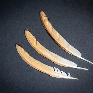 Peach & Black Sebright chicken feathers, #3 Set of feathers  for Dreamcatchers Feathers Arts and Crafts Feather Supplies