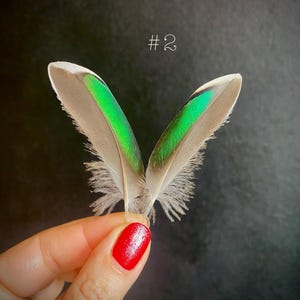 Pair of Iridescent Green Duck Wing Feathers: Natural Molting, Crafting Supply (7-8.5cm)