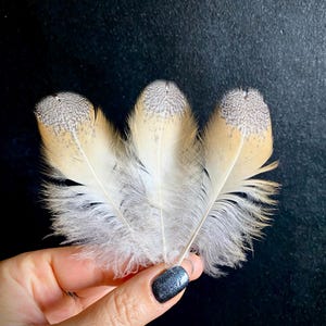 Rare Barn Owl Feather (9-10cm): Natural Craft Supply, Magic Rituals