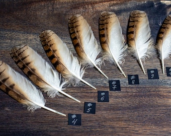 ONE Short eared Owl (Asio flammeus) wings feathers for Dreamcatchers Feathers Arts and Crafts Feather Supplies Magic rituals Altars