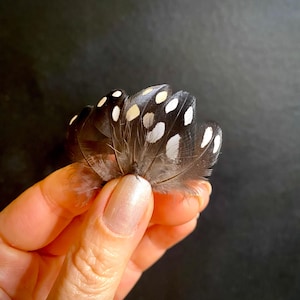Set of 5 natural  MICRO feathers, 3 cm, small black polka dot  feathers for jewellery making Feathers Arts and Crafts Feather Supplies