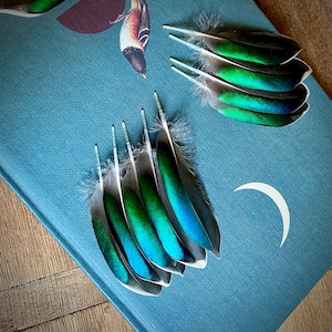 Iridescent Blue-Green Duck Feather: Craft Supply (7-8cm Natural Molting Wing Feather)