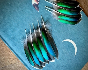 Pluma de pato iridiscente de color azul verdoso: Material para manualidades (pluma de ala de muda natural de 7-8 cm)