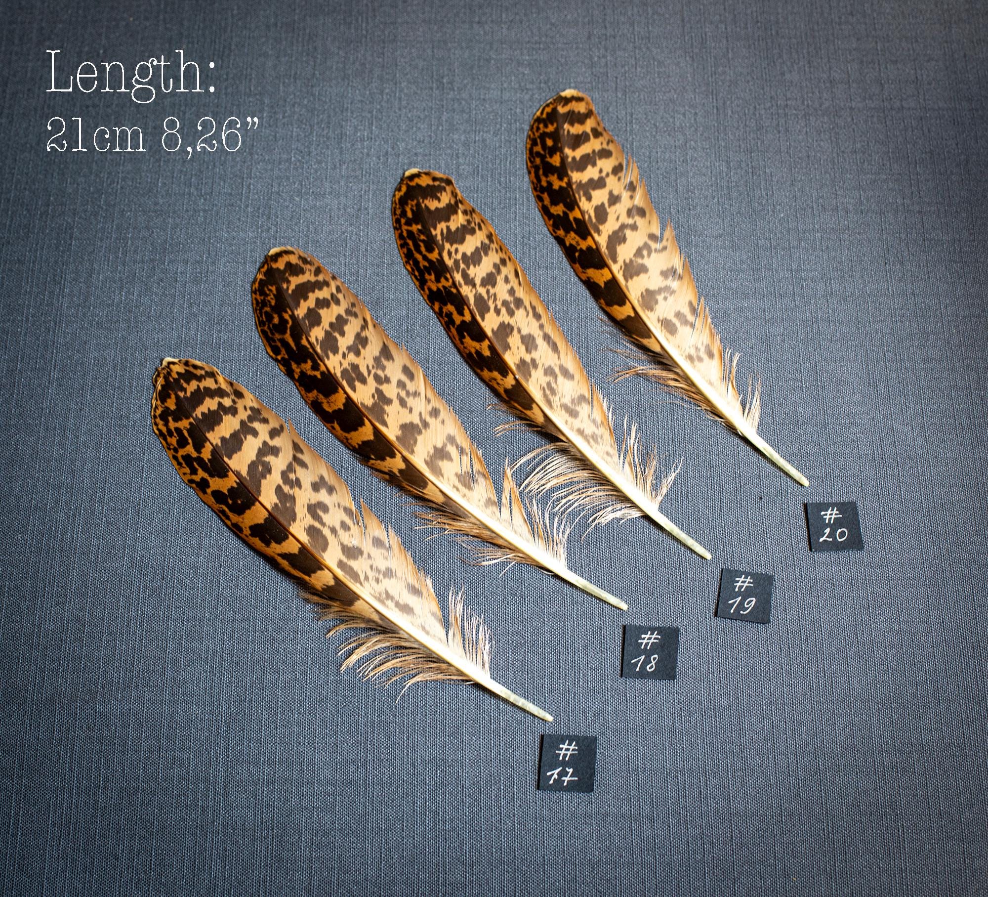 Eurasian bittern or great bittern (Botaurus stellaris) One unique wing feather, 20-24cm Natural striped feathers with leopard pattern.