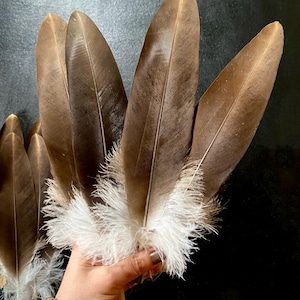 RARO Una piuma/piuma d'aquila marrone e bianca per acchiappasogni, piuma d'ala Piume Artigianato Forniture di piume Rituali magici Altari