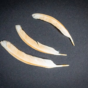 Peach & Black Sebright chicken feathers, #1 Set of feathers  for Dreamcatchers Feathers Arts and Crafts Feather Supplies