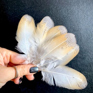 Rare Barn Owl Feather: Natural Molted Feather for Crafts & Magic
