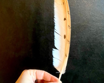 Pluma de ala primaria mudada naturalmente, rara / Ejemplar ético para coleccionistas y artesanos n.° 2