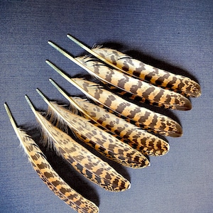 May include: Seven speckled feathers with brown and tan markings are arranged diagonally on a dark blue surface. The feathers have a natural, organic appearance, with a central quill and soft, textured vanes.