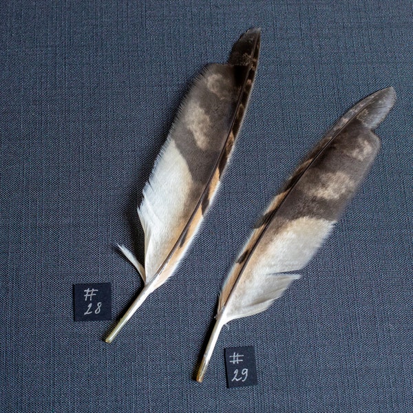 Short eared Owl (Asio flammeus) wings feathers for Dreamcatchers Feathers Arts and Crafts Feather Supplies Magic rituals Altars