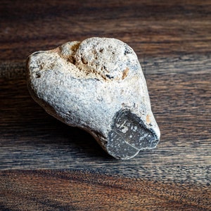 大きな茶色のフリントの塊：ポーランド産の天然サンダーストーン