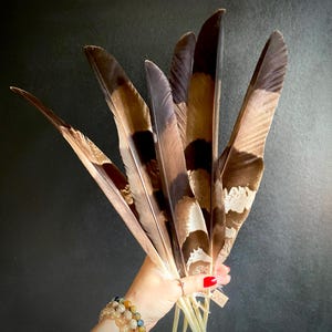 Una piuma unica a strisce grandi per acchiappasogni, piuma d'ala da 37-42 cm Piume Artigianato Forniture per piume Rituali magici Altari