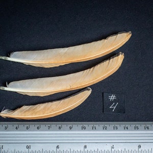 Peach & Black Sebright chicken feathers, #4 Set of feathers  for Dreamcatchers Feathers Arts and Crafts Feather Supplies