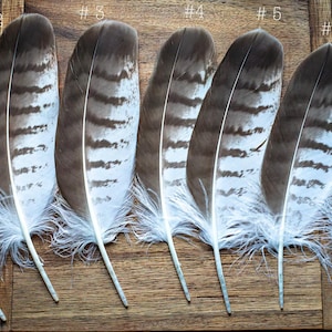 Puede incluir: Siete plumas decorativas con rayas marrones y blancas y bases blancas y esponjosas están dispuestas sobre una superficie de madera. Cada pluma está numerada del uno al siete.