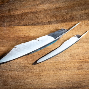 Magpie Wing Feathers (Pair): Black & White Bicolour - 11-17.5cm
