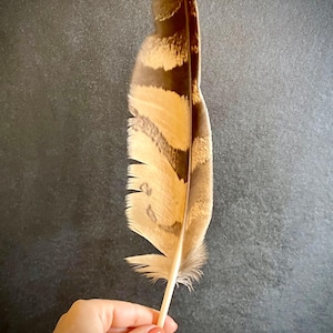Striped Owl Wing Feather (32-36cm): Arts, Crafts, Magic