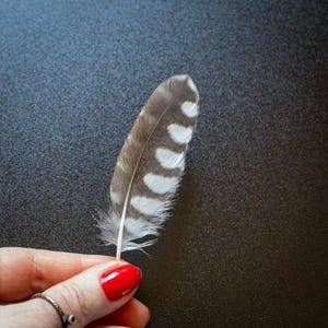 Little Owl Feather: Athene Noctua Wing for Dreamcatchers, Arts, Magic