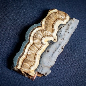 May include: A close-up of a brown and white banded mineral specimen with a layered, fan-shaped pattern. The mineral is set against a dark blue fabric background.