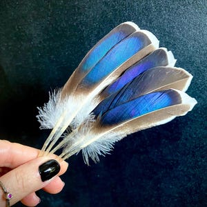 Può includere: Un gruppo di quattro piume con centri blu e viola iridescenti che sfumano in bordi marroni morbidi e piumino bianco soffice alla base dei calami. Le piume sono disposte a ventaglio, mostrando una vibrante lucentezza metallica.