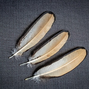 Peach & Black Sebright chicken feather, One feather  for Dreamcatchers Feathers Arts and Crafts Feather Supplies