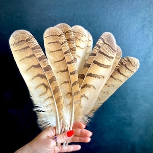 Eurasian Eagle Owl Wing Feather (26-30cm): Arts, Crafts, Magic