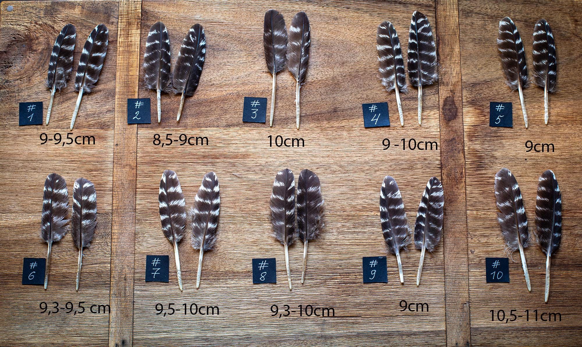 Pair of small Wild Turkey feathers for Dreamcatchers, 9-11cm wing striped feathers/ Arts, Crafts Feather Supplies/ Magic rituals/ Altars