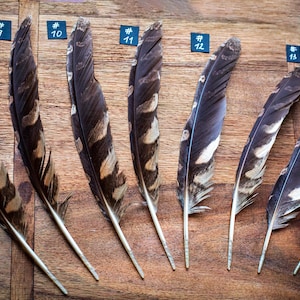Natural Owl Wing Feather (15-27cm): Dreamcatcher, Arts & Crafts Supplies