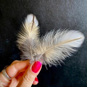 May include: Two delicate feathers with white and tan hues are held against a dark background. The feathers have a soft, textured appearance, with fine details visible. The image is numbered with the text "# 1".