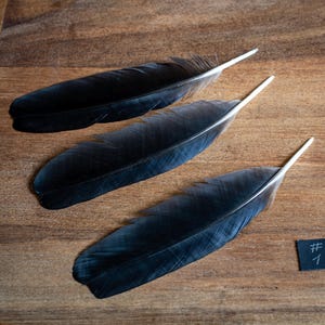 Black Crow Wing Feathers (11-17cm): Arts, Crafts, Magic Rituals