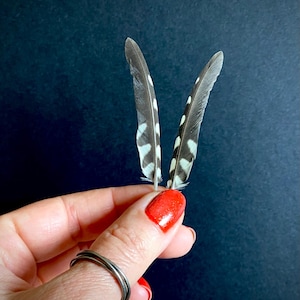 Spotted Green Woodpecker Wing Feathers: 6cm Jewelry Making Pair
