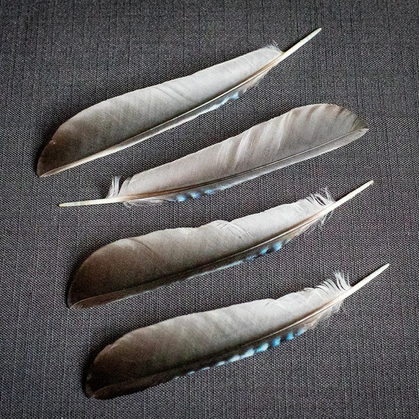 One  blue Jay wing feather forFeathers Arts and Crafts Feather Supplies Boho decor Boho wedding Forest finds