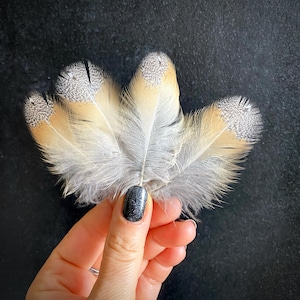 Natural Barn Owl Feather (7.5cm): Arts, Crafts, Magic