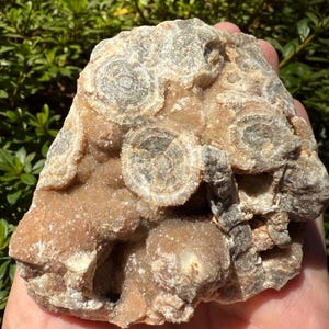 Rare Lace Agate, Summerville Agate, Lace Agate Rough, Lace Agate Druzy