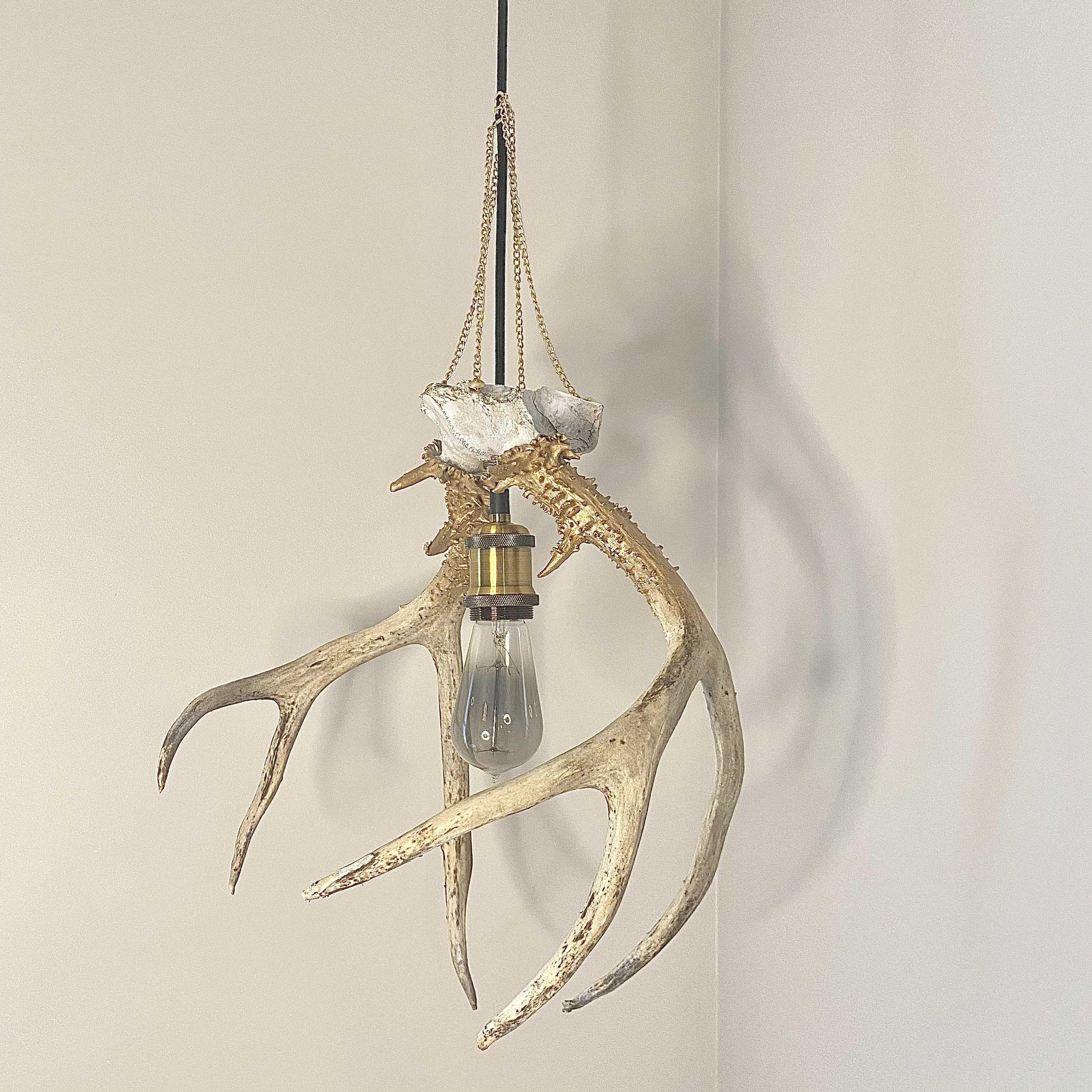 Real Antler Hanging Light Fixture with Gold Chains Etsy