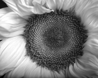 Sunflower Print, Black and White Macro Photography, Flower Close Up Wall Art, Hand-Signed Fine Art Print