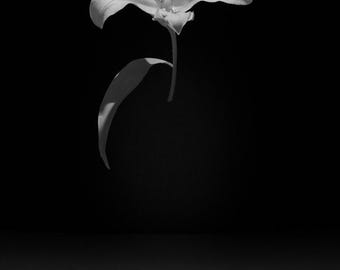 White Lily Print, Black and White Floral Photography, Floating Flower Wall Art, Hand-Signed Fine Art Print