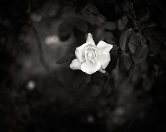 Garden Rose Print, Black and White Photography, Moody Botanical Wall Art, Hand-Signed Fine Art Print