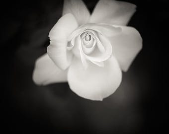 White Rose Print, Black and White Photography, Soft Romantic Floral Wall Art, Hand-Signed Fine Art Print