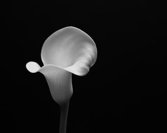 Open Calla Lily Print, Black and White Photography, Modern Floral Wall Art, Hand-Signed Fine Art Print