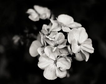 White Blossoms Print, Black and White Botanical Photography, Flower Cluster Wall Art, Hand-Signed Fine Art Print