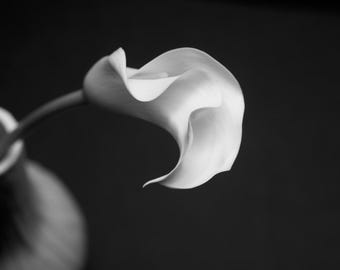 Calla Lily Print, Black and White Botanical Photography, Flower Wall Art, Hand-Signed Fine Art Print