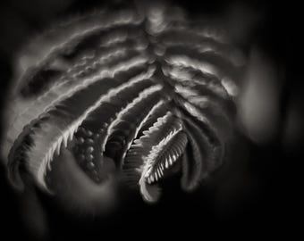 Fern Print, Black and White Botanical Photography, Soft Focus Leaf Wall Art, Hand-Signed Fine Art Print