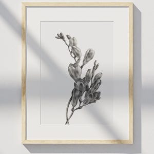 Freesia
