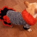 see more listings in the Gebreide jurk voor honden section