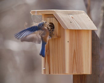 ML. Eastern Bluebird - Cedar bird house