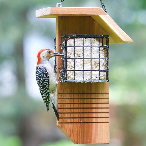 Dual Suet Feeder 2 seed cake holder for perchers with tail prop 